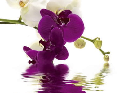 Fototapete Wundervolle Orchideen im Wasser
