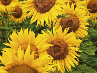 Fototapete Gelbe Sonnenblumen