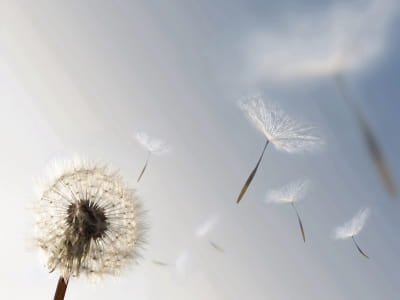 Fototapete Löwenzahnflaum am Himmel