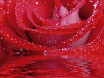Fototapete Rote Rose im Wasser