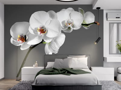 Fototapete Zarte Orchideen