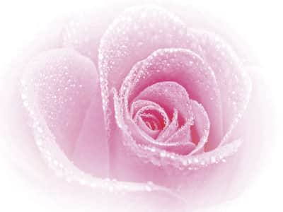 Fototapete Glamouröse Rose