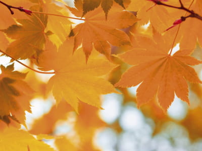 Fototapete Herbstblätter