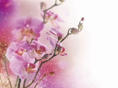 Fototapete Brillante Orchidee