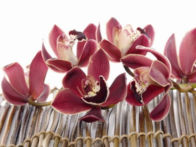 Fototapete Burgunder-Orchideen