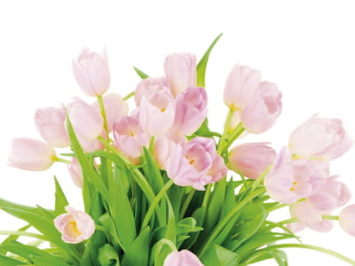 Fototapete Tulpen auf weißem Hintergrund