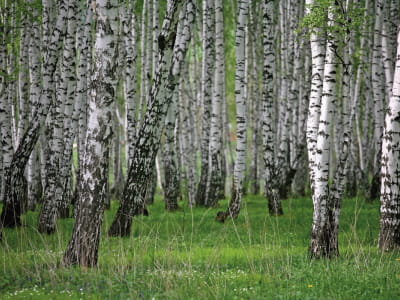 Fototapete Dichter Birkenwald