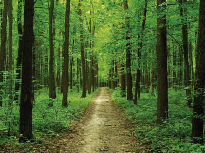 Fototapete Waldweg
