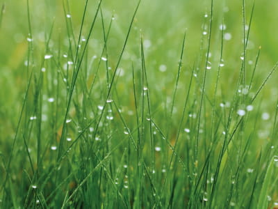 Fototapete Tau auf dem Gras