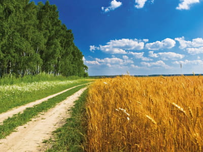 Fototapete Straße in der Nähe eines Weizenfeldes