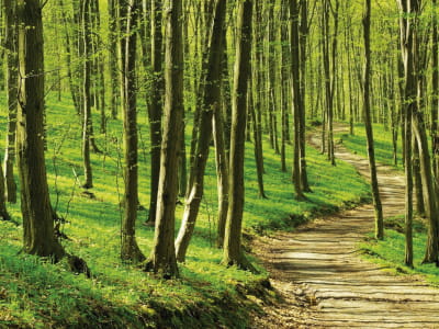 Fototapete Weg im grünen Wald