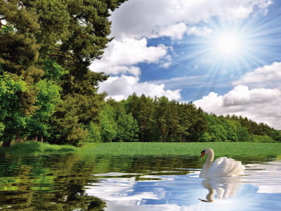 Fototapete Weisser Schwan