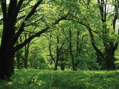 Fototapete Sonniger grüner Wald