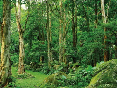 Fototapete Amazonischer Dschungel