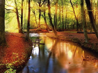 Fototapete Bach im Herbstwald