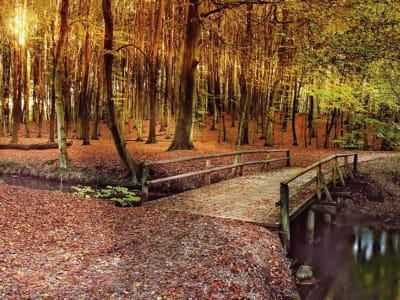 Fototapete Morgendämmerung im Herbstwald
