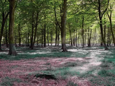 Fototapete Sommerwald