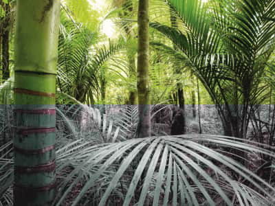 Fototapete Undurchdringlicher Regenwald