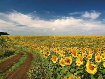 Fototapete Feld mit Sonnenblumen