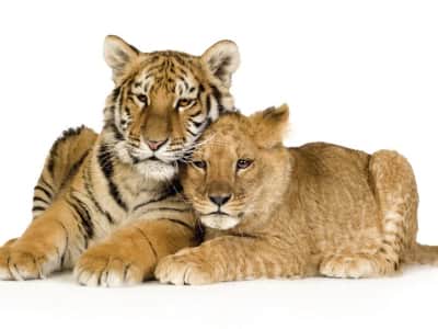 Fototapete Tigerjunges und Löwenjunges