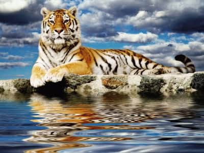 Fototapete Tiger in der Nähe von Wasser