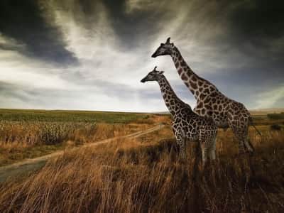 Fototapete Giraffen auf dem Feld
