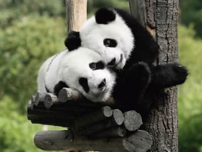 Fototapete Pandas auf dem Baum