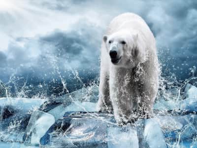 Fototapete Eisbär auf Eis