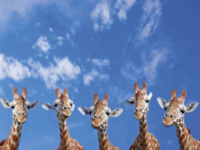 Fototapete Giraffen
