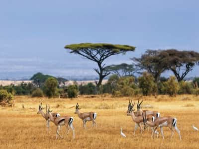 Fototapete Antilopen in Afrika