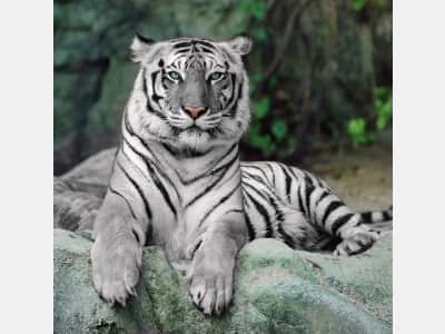 Fototapete Das Aussehen des weißen Tigers