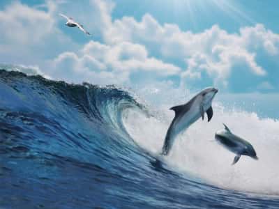 Fototapete Delphin springt aus dem Wasser
