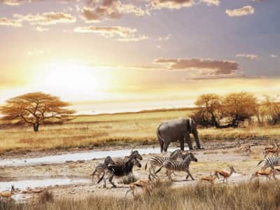 Fototapete Safari