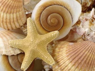 Fototapete Seesterne und Muscheln