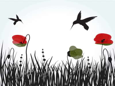 Fototapete Kolibris und Mohnblumen