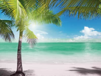 Fototapete Strand und Palme