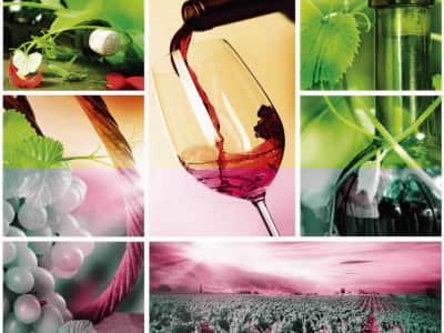 Fototapete Wein und Weinberge