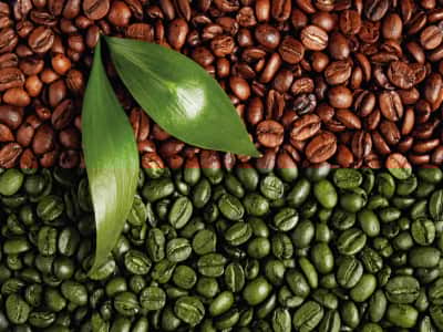 Fototapete Blätter und Kaffeebohnen