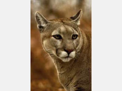 Fototapete Puma