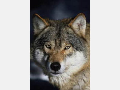 Fototapete Wolf