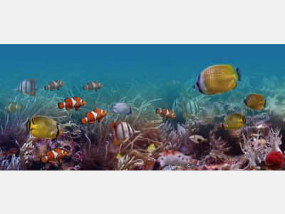 Fototapete Exotischer Fisch
