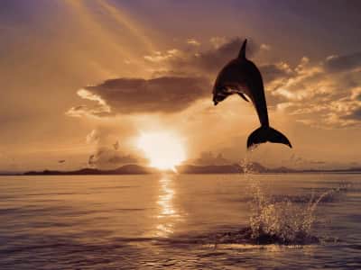 Fototapete Delphin vor Sonnenuntergang im Hintergrund