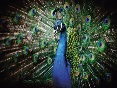 Fototapete Pfau