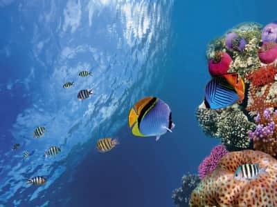 Fototapete Korallen und Fische