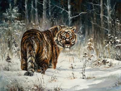 Fototapete Tiger im Winterwald
