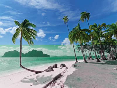 Fototapete Palmen an einem einsamen Strand