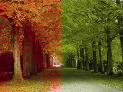 Fototapete Herbstbäume
