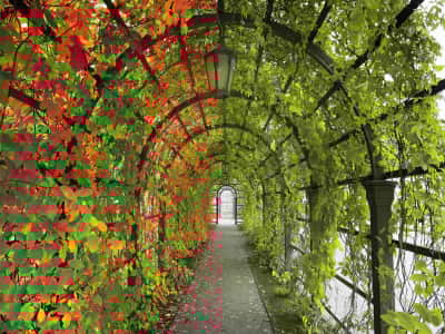 Fototapete Herbsttunnel