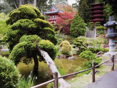 Fototapete Bäume des japanischen Gartens