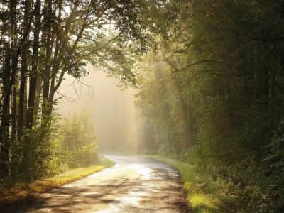 Fototapete Straße in einem sonnigen Wald